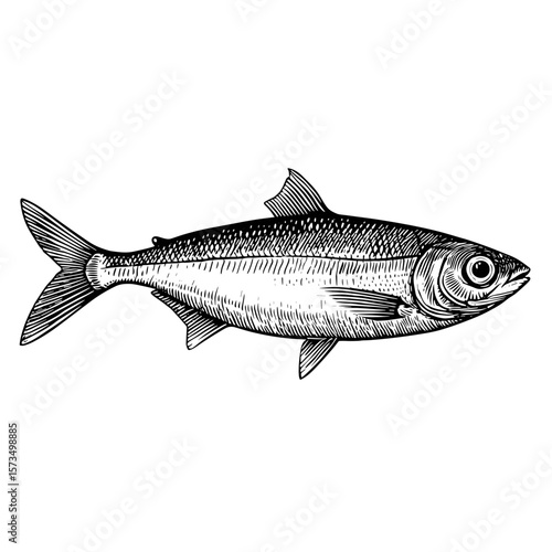 Detailed ink engraving of herring fish side view  