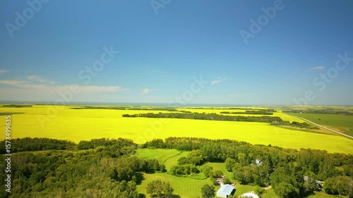 Canola and wheat field farm flyover
