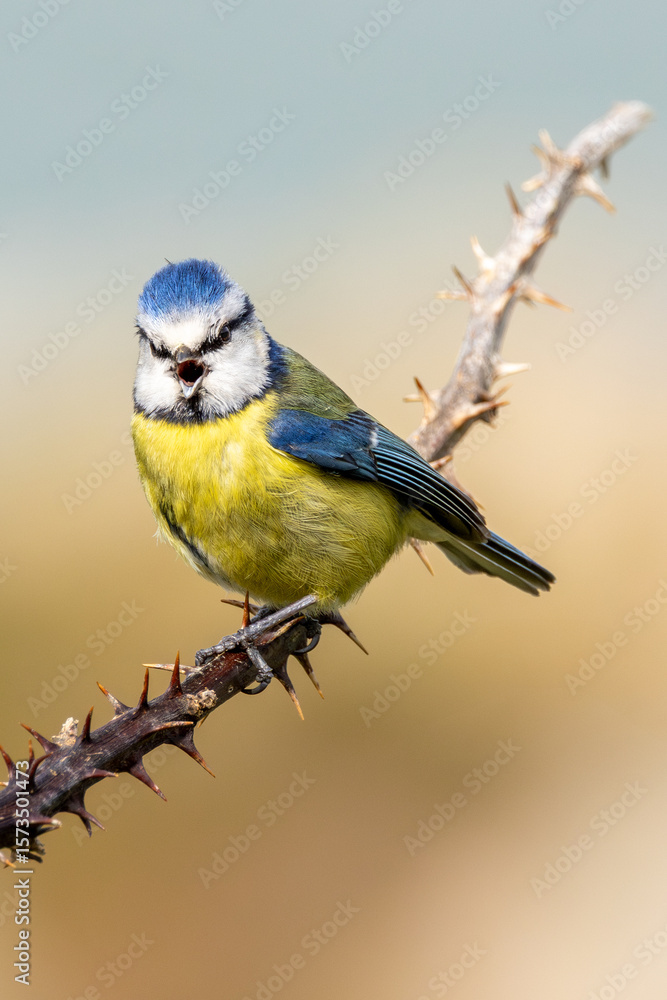 Fototapeta premium Blue Tit (Cyanistes caeruleus), common across Europe, spotted in Phoenix Park, Dublin.