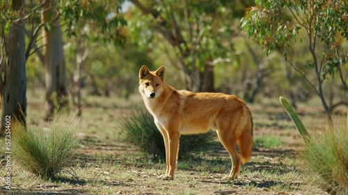 A dingo walking across a grassy plain with trees in the background on a sunny day