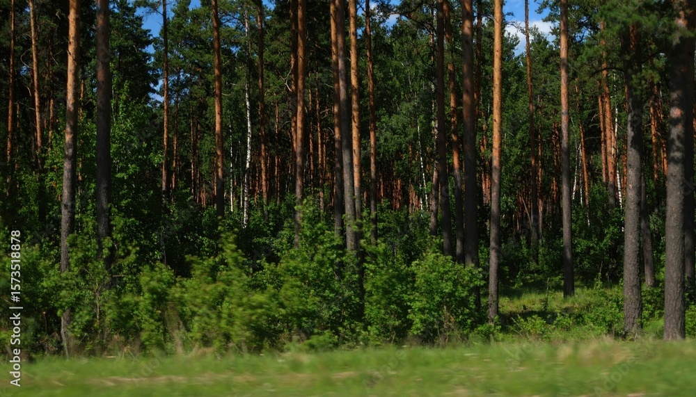 Fototapeta premium Lush pine forest