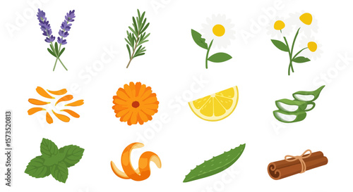 Diverse Natural Botanical Ingredients: Herbs, Flowers, Citrus, and Spices for Wellness, Skincare, and Aromatherapy