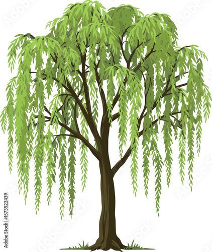 Willow tree with drooping green leaves vector illustration showing natural tree design and detailed foliage 