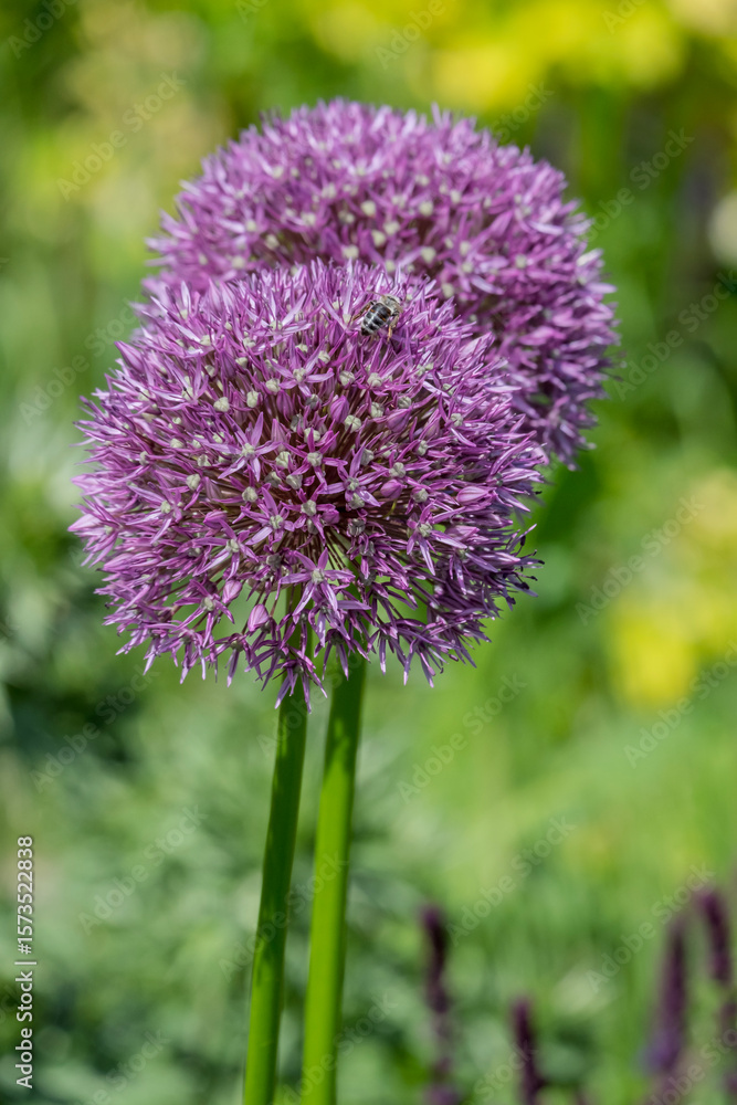 Fototapeta premium Zierlauch (Allium sp.)