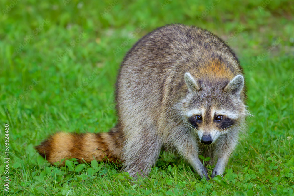Obraz premium Common Raccoon standing in short green grass