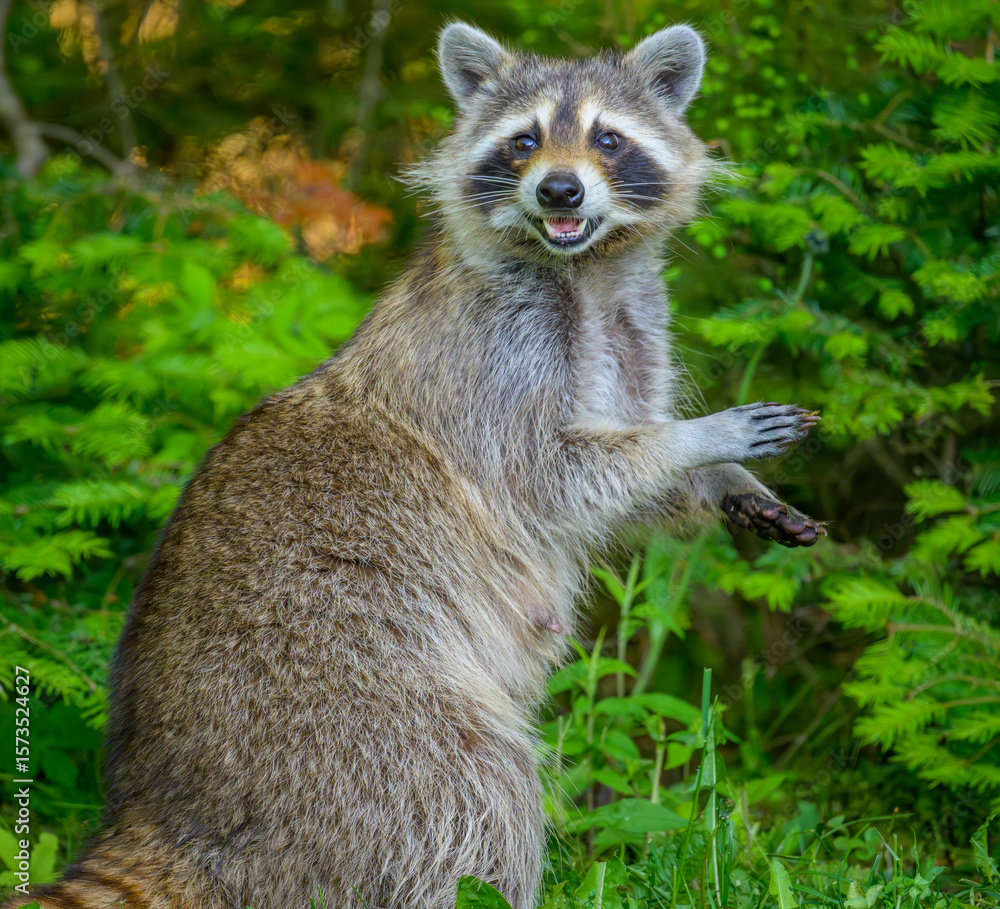 Fototapeta premium Common Raccoon resting on hind legs looking at camera