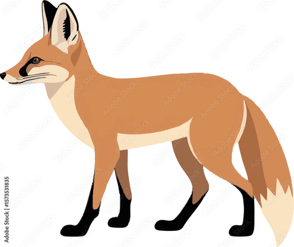 Fototapeta premium Realistic Walking Fox Vector Illustration on White Background (Side Profile)