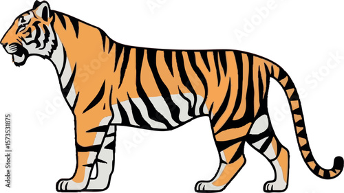 Realistic Walking Tiger Vector Illustration on White Background (Side Profile)