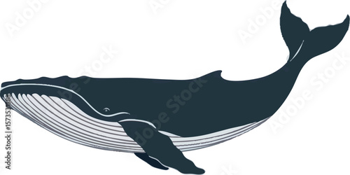 Realistic Swimming Whale Vector Illustration on White Background (Side Profile)