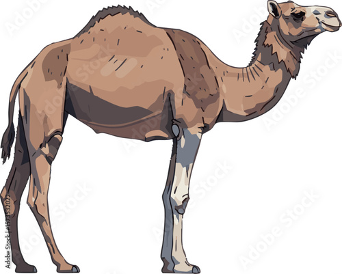 Realistic vector of a camel in full body side view on white background, 2D vector illustration