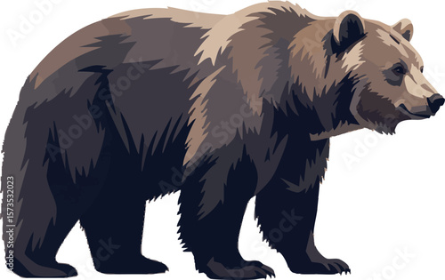 Realistic vector of a bear in full body side view on white background, 2D vector illustration