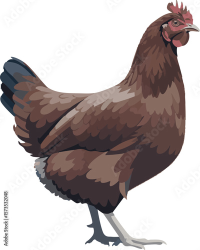 Vector of a chicken in walking pose, full body side view on white background, 2D vector illustration