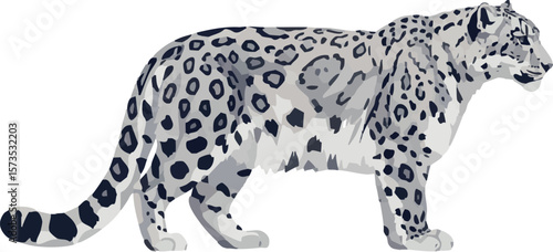 Snow leopard in side profile – full body vector illustration on white, 2D vector illustration