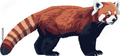 Red panda in walking pose – full body side profile vector on white, 2D vector illustration