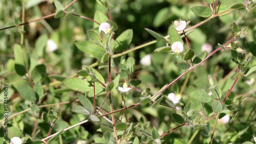 American Hookfruit Trefoil, Acmispon Americanus Variety Americanus, an enchanting native synoecious annual displaying solitary racemose inflorescences during late Spring in the Santa Monica Mountains.