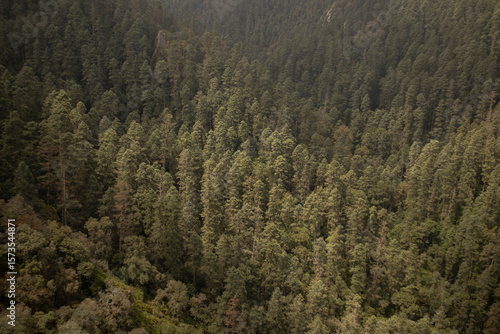 Wallpaper Mural View of the forest from Peña del Cuervo in Mineral del Chico, Hidalgo, Mexico Torontodigital.ca