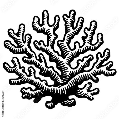 Coral reef silhouette