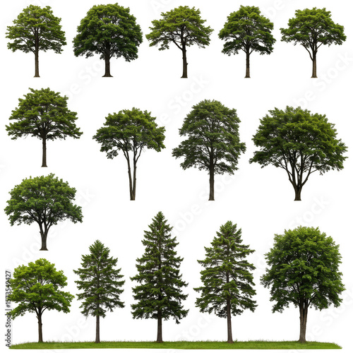 Realistic Images of Various Green Trees Collection Isolated Background