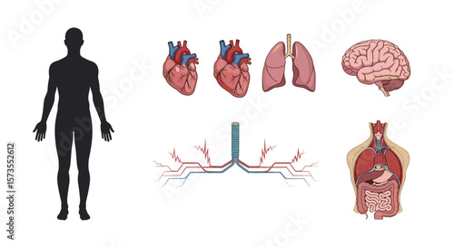 Anatomical illustration showing human body silhouette with internal organs and systems displayed