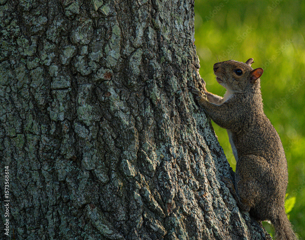 Obraz premium Squirrel in a Tree