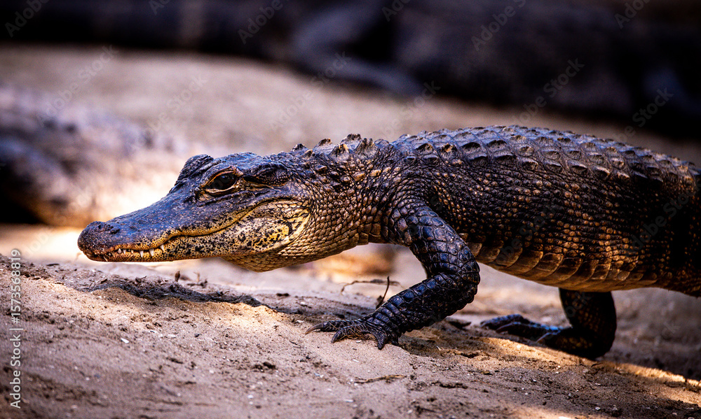 Obraz premium close up of an alligator