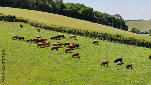 Cows and Bulls on Torquay farms from a drone, Devon, English Village, England, Europe