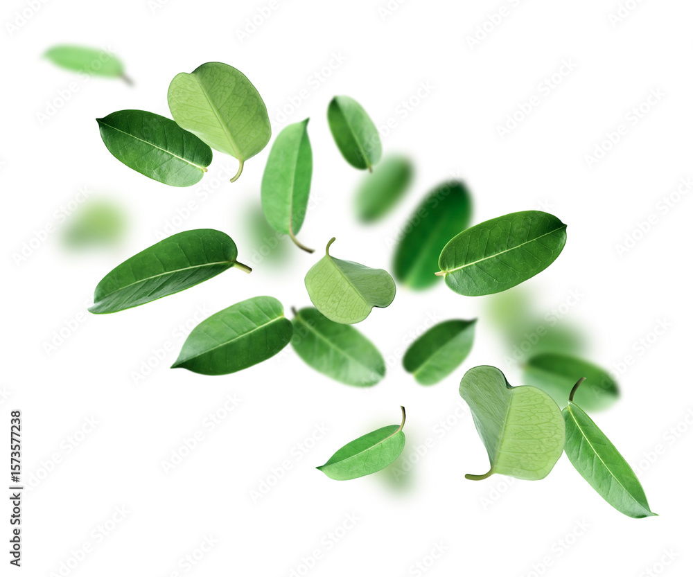 Naklejka premium Fresh green leaves flying on white background