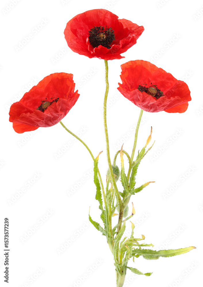 Obraz premium Bright red poppy flowers on white background. Meadow plant