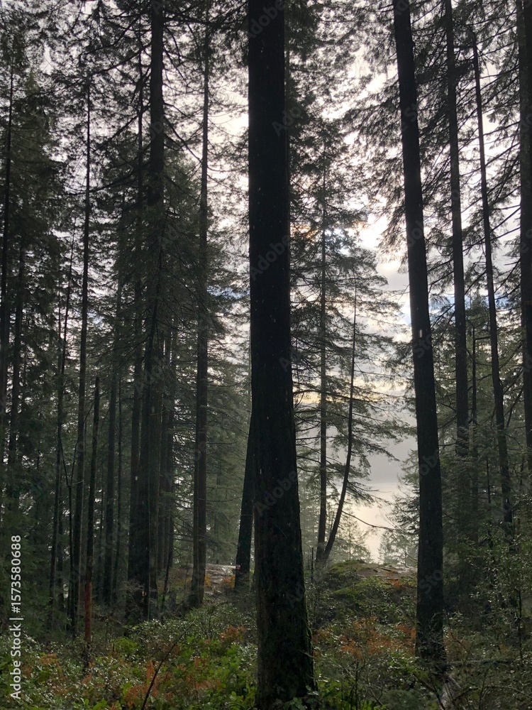 Obraz premium Winter Rain Hike Through the Forest to Quarry Rock, North Vancouver
