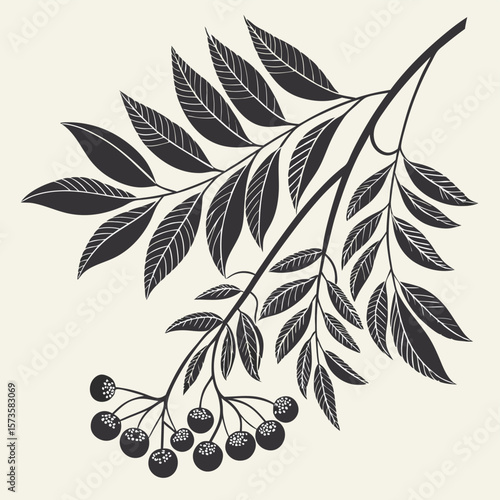 Decorative rowan branch botanical illustration with stylized leaves