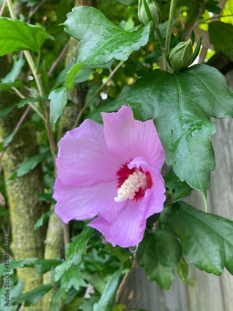 Naklejka premium pink hibiscus flower