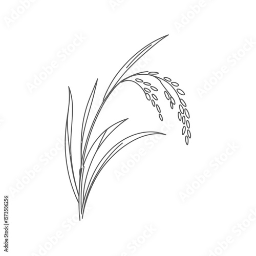 Hand Drawn Rice Plant Illustration