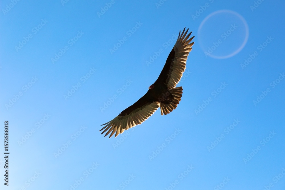 Fototapeta premium Huge osprey hawk flying with wings spread out under view