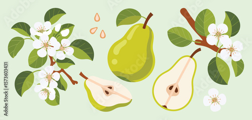 Fresh green pear fruit whole and halved with blossoms on a branch