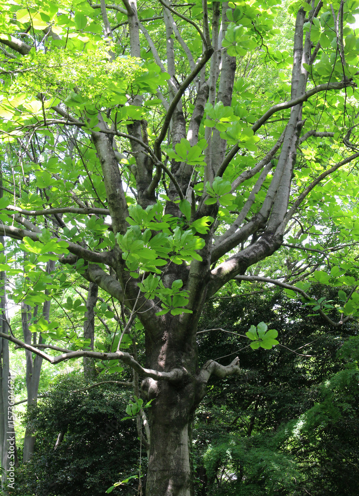 Obraz premium Tree of Japanese big-leaf magnolia (Magnolia obovata) with fresh green leaves in early summer forest.