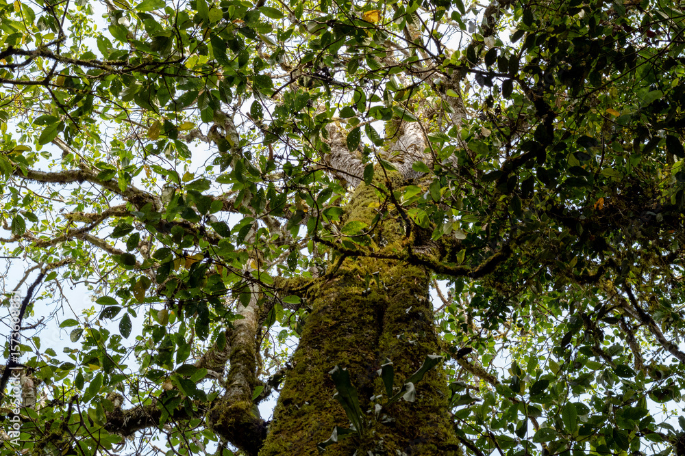 Fototapeta premium Lush green leaves and mossy branches seen from below in a forest canopy.