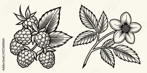 Vintage Botanical Berries and Flower Engraving Illustration