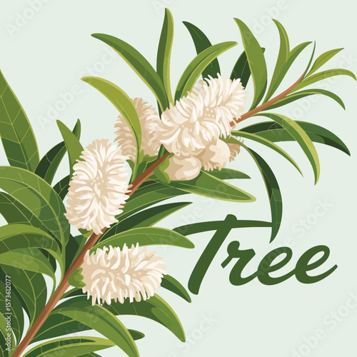 Illustration of a melaleuca tree branch with white bottlebrush flowers and green leaves