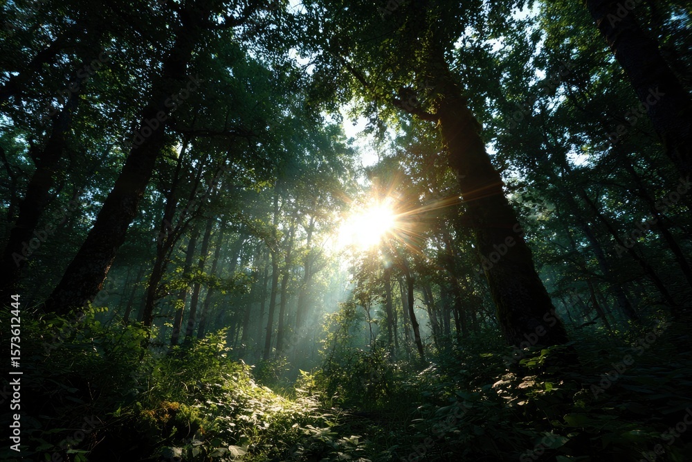 Obraz premium Forest view sun shining through dense trees dappled light on ground cover