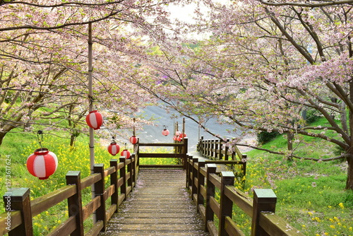 桜　サクラ　さくら　開山公園　愛媛
