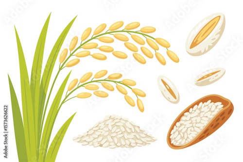 Rice Plant and Grains Illustration Set