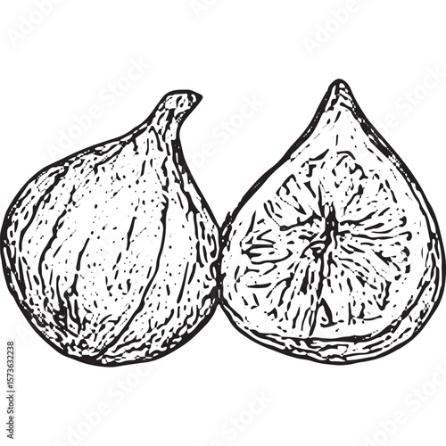 Hand-Drawn Fig Illustration