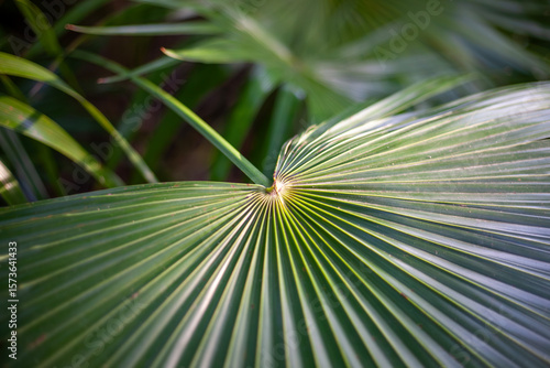 The beautifully patterned leaves of a Florida thatch palm (thrinax radiata, Cita palm) from Mexico.