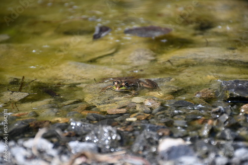A small brown frog sits calmly in clear shallow water, surrounded by stones and pebbles in a natural creek environment.