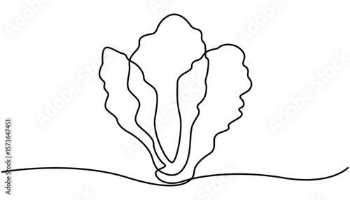 Lettuce in continuous line art drawing style. one line art Lettuce vector illustration. one continuous line, simple, hand drawn and sketch style. Chinese cabbage in continuous line art drawing.