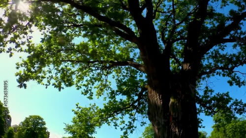 Wallpaper Mural Lush tree canopy against clear blue sky Torontodigital.ca