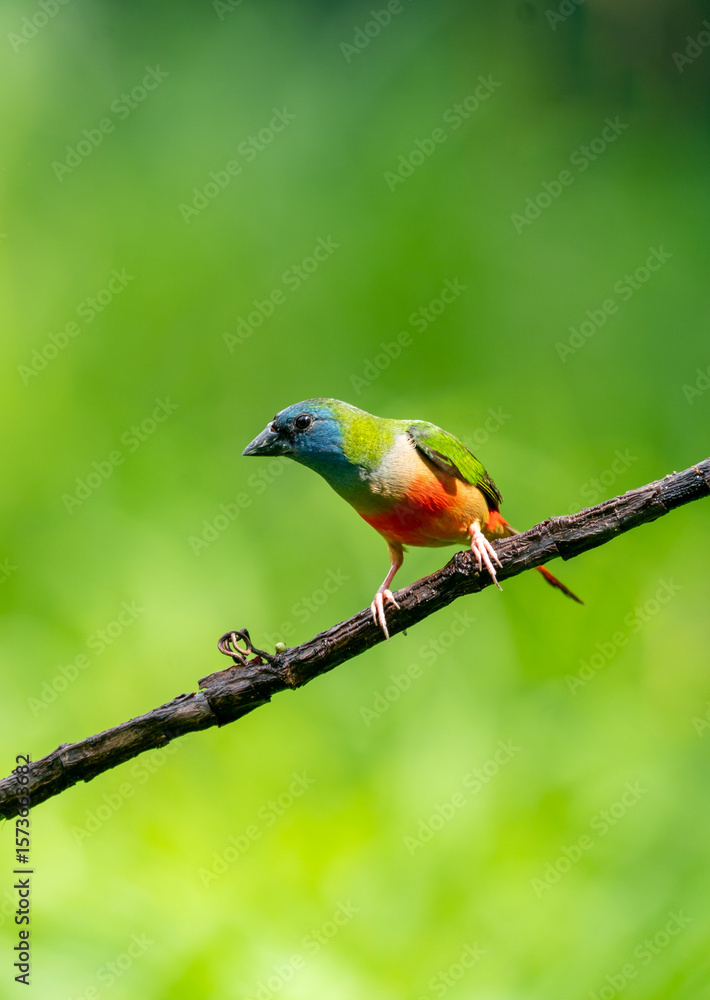 Obraz premium Colorful Finch Eating on Rice