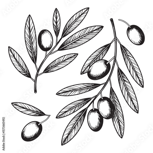 Hand drawn black and white illustration of olive branches with olives and leaves on a white background