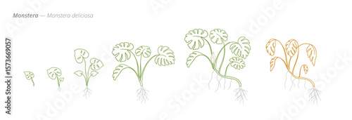Monstera deliciosa Growth Phases Vector for growth management