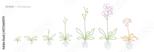 Orchidaceae Flowers Growth Phases Vector for growth management